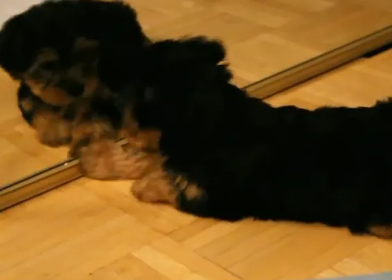 Espejito, espejito... ¿por qué no juega conmigo ese perro tan chiquito?