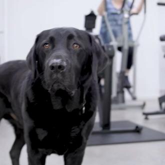 El tierno, tiernísimo Labrador que era demasiado vago para ser …