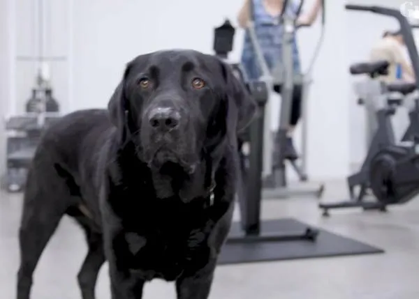 El tierno, tiernísimo Labrador que era demasiado vago para ser perro guía (y ahora tiene una enorme familia a la que ayuda cada día)