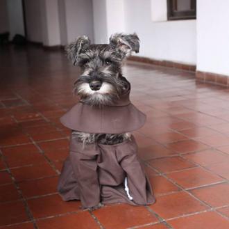 Carmelo o Fray Bigotón: el zampable Schnauzer adoptado por los …