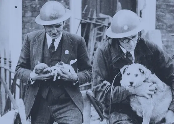 La gran masacre de perros y gatos: la tragedia olvidada de la Segunda Guerra Mundial