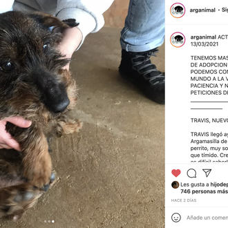 La historia de Travis y la realidad de la protección …