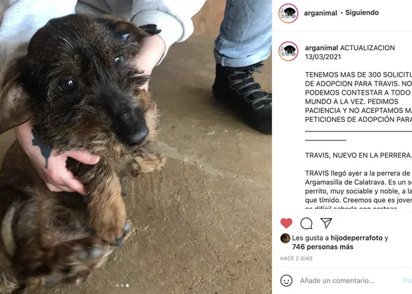 La historia de Travis y la realidad de la protección animal en España