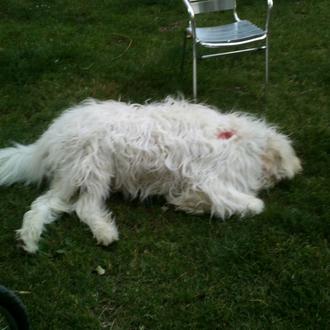 La negra estrella de Lucky, el perro abatido a tiros …