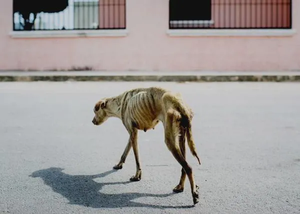 La suerte de Luna, una perra rescatada en México -en los huesos- que vive feliz en EEUU