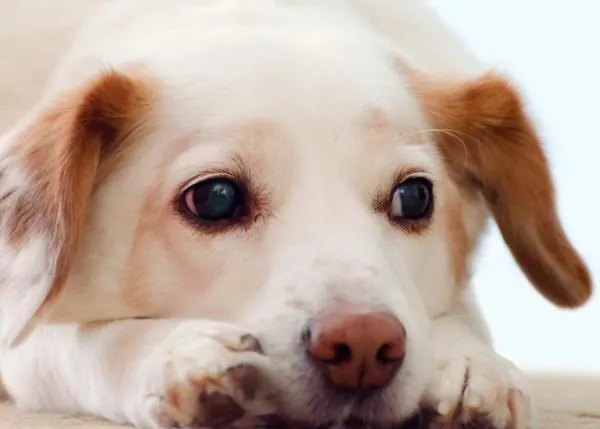 Luz verde a un prometedor ensayo clínico para lograr una vacuna contra el cáncer en perros