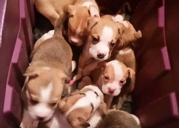 Una protectora logra reunir a una perra con los cachorritos que le habían quitado para venderlos