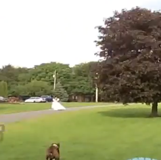 Novia a la fuga, versión canina