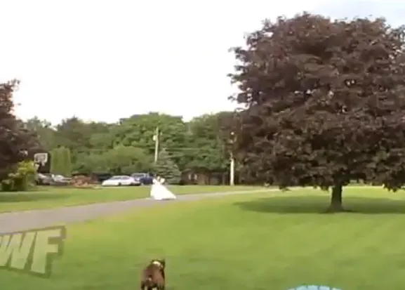 Novia a la fuga, versión canina