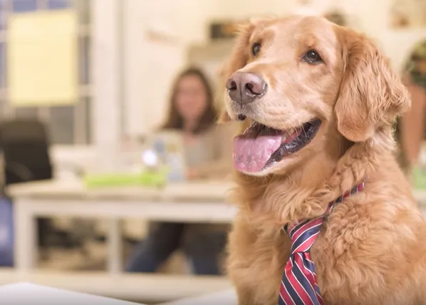 Una empresa de selección de personal especializada en perros para oficinas