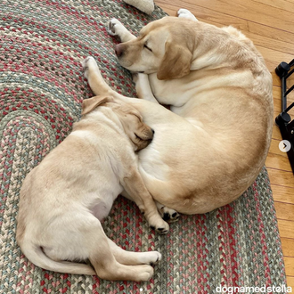 Amigos perros inseparables: canes que no quieren saber lo que …