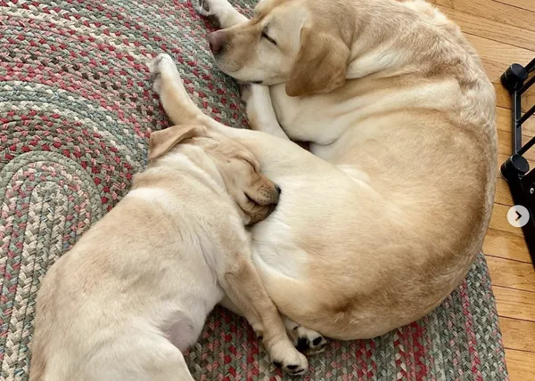 Amigos perros inseparables: canes que no quieren saber lo que es la distancia social