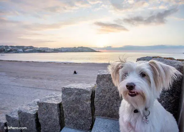 Otro verano más, los perros en A Coruña siguen sin tener una playa decente: ¡firma para que cambie la situación!