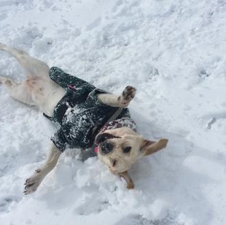 VaCANciones en Castell Mar para Lúa, la SraPerra que sonríe …