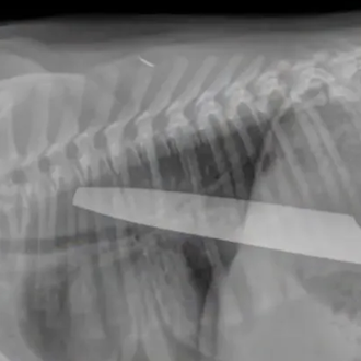 ¿Cómo miran los veterinarios dentro de nuestros perros? Radiografías, ecografías …