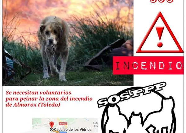 Desalojados los perros de APA San Bernardo por el incendio de Toledo: necesitan ayuda para atender a los afectados por el fuego