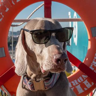 Se busca perro de mar para darle un gran premio …