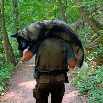 Un guarda forestal salva a un perro que sufría un …