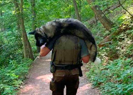 Un guarda forestal salva a un perro que sufría un golpe de calor llevándolo a hombros hasta un río