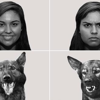Los perros detectan las emociones humanas combinando vista y oído