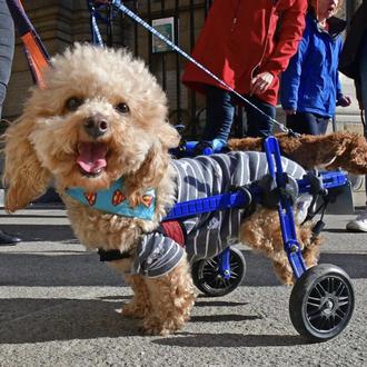 Las veloces y felices aventuras de un pequeño perro paralítico …