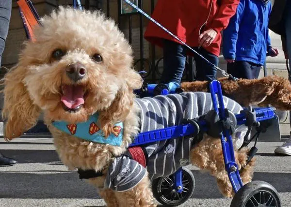 Las veloces y felices aventuras de un pequeño perro paralítico, rescatado en China, que ahora es perro de terapia