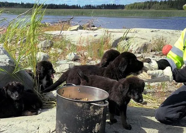 Isle of Dogs versión cachorro: rescatan a siete cachorrotes de una isla abandonada