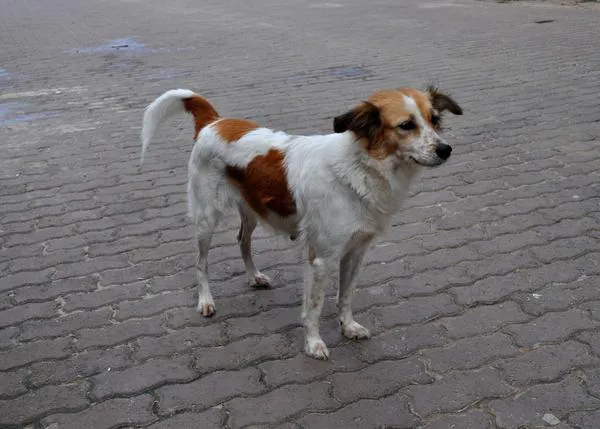 Una Iniciativa Ciudadana Europea recoge firmas para que la UE refuerce la protección de perros y gatos de la calle o sin hogar