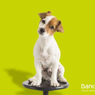 ¿Puedes entrar con un perro en las oficinas de Bankia …