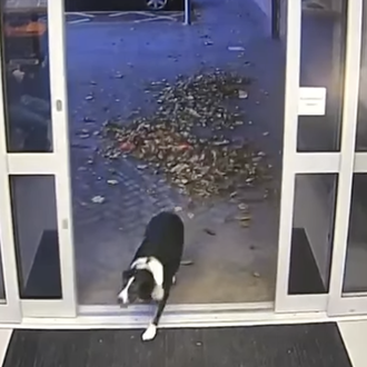 Una Border Collie perdida de lo más lista: se cuela …