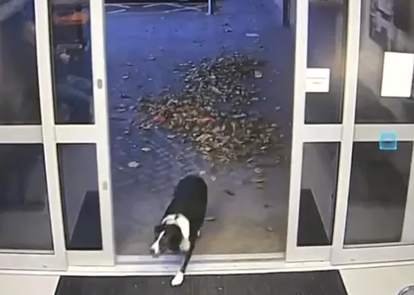 Una Border Collie perdida de lo más lista: se cuela en una comisaría de policía y se sienta a esperar :-)