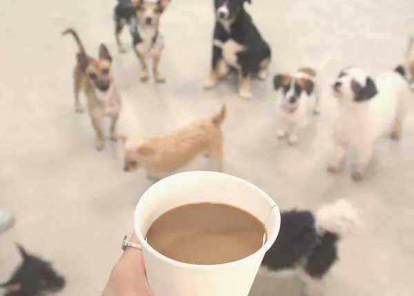 The Dog Cafe: un centro de adopción diferente a todos