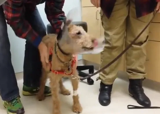 La felicidad contagiosa de los perros: un can recupera la vista tras una operación