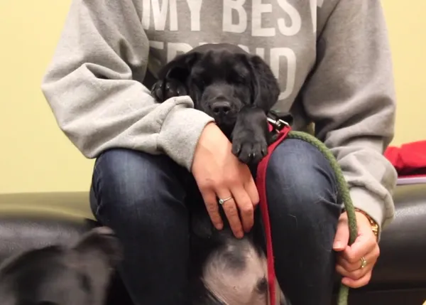 ¿Cómo es un día en la vida de un futuro perro guía? Estímulos y socialización