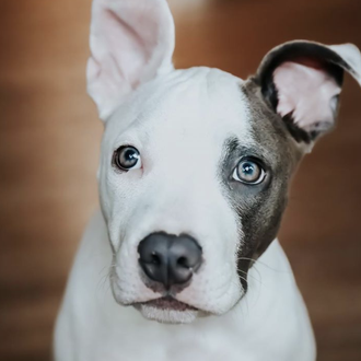 Tétanos en perros: una enfermedad rara pero potencialmente mortal