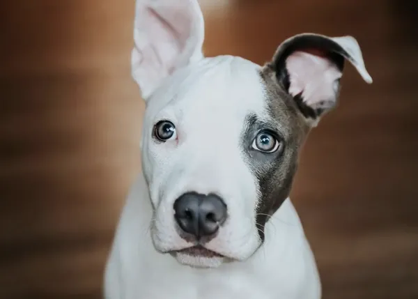 Tétanos en perros: una enfermedad rara pero potencialmente mortal