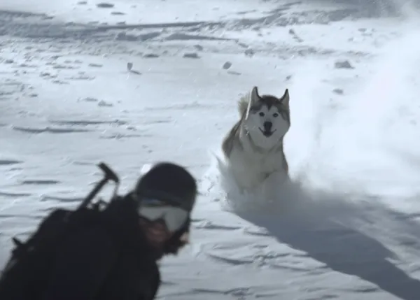 La felicidad perruna en estado puro: Loki en la naturaleza