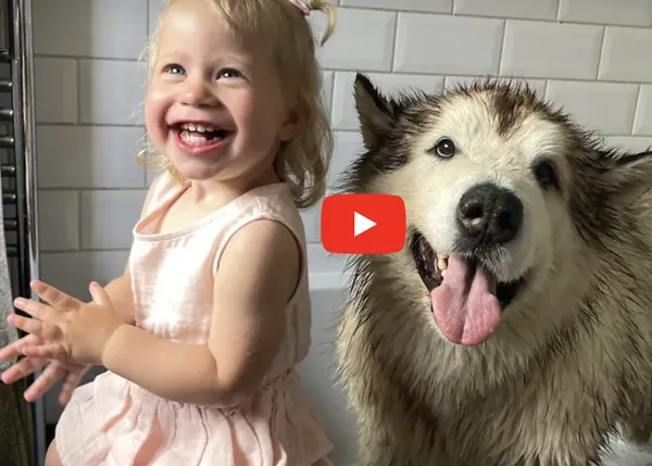 Los problemillas de una familia para lograr convencer a su gran Malamute de las bondades del baño