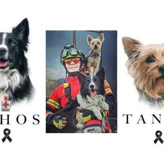 10 años y 6 meses por matar a dos perros …