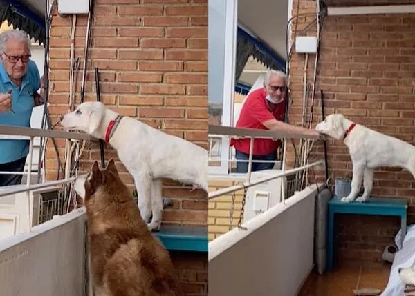 El mejor vecino: un anciano sale a su terraza todos los días para dar chuches a los canes de la casa de al lado