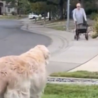 La tierna amistad entre una perra senior y su vecino …