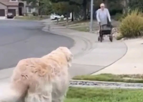 La tierna amistad entre una perra senior y su vecino de 90 años