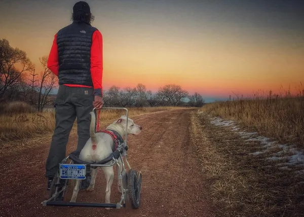 Un perro adoptado, con problemas de movilidad, se convierte en perro aventurero