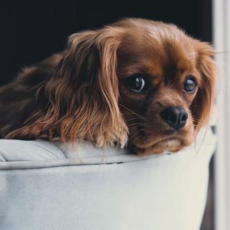 Listas de sonidos para ayudar a los perros que sufren …
