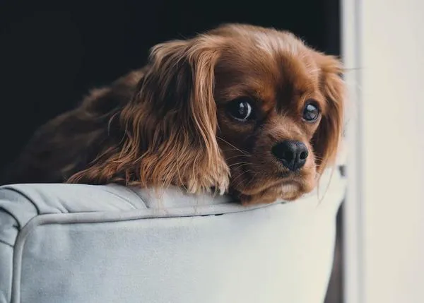 Listas de sonidos para ayudar a los perros que sufren por los petardos (a través de la desensibilización)