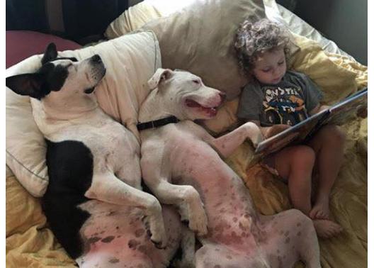 Historias para dormir... Pit Bulls: el adorable vídeo viral de un niño y sus perros