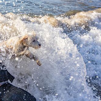 Playas para ir con perro en 2025, mapa con todas …