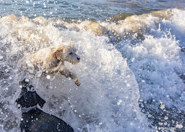 Playas para ir con perro en 2025, mapa con todas las playas caninas oficiales (y alguna extra oficial)