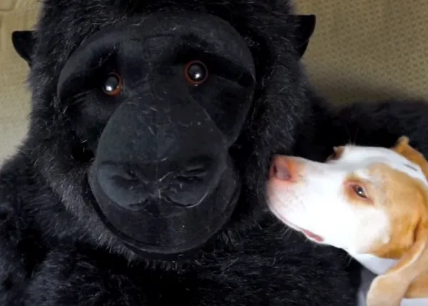 Las aventuras de un perro y su amigo el gorila... de peluche
