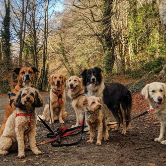 Las felicidades cotidianas de un paseador de perros en Dublín …